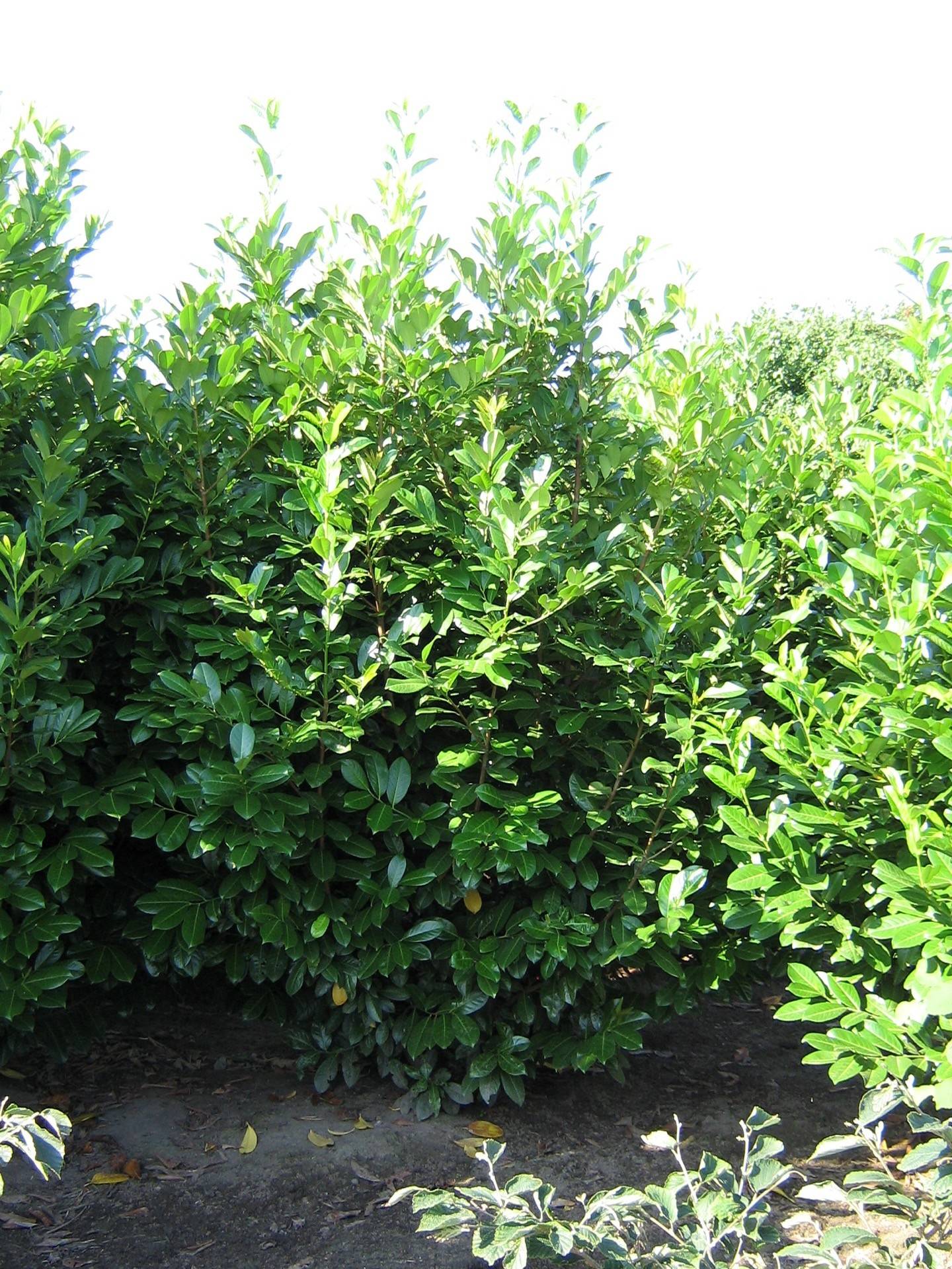 Prunus laurocerasus Rotundifolia_06